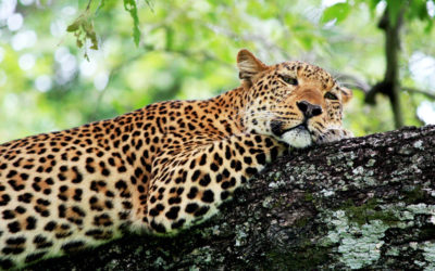 Wat is de beste reistijd voor een vakantie in Zambia?