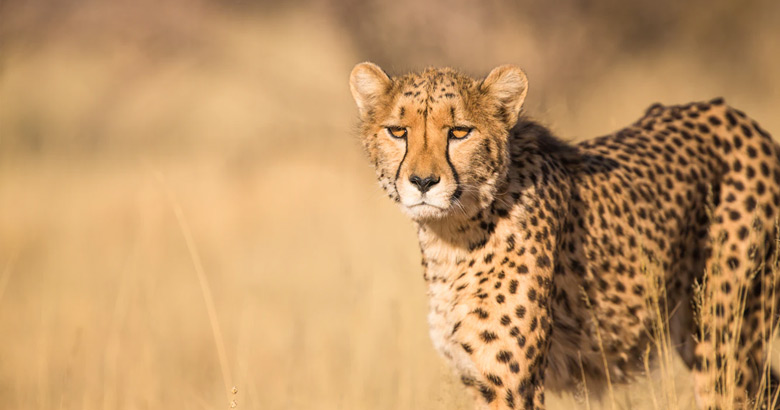 Botswana tip: stilstaan, niet wegrennen