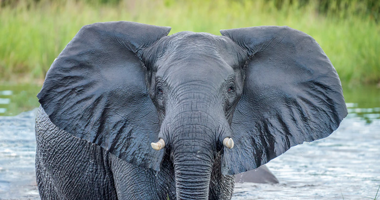 wat drinken in botswana