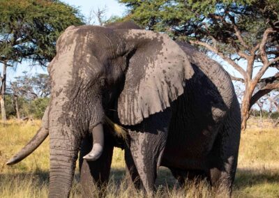 bull elephant in Khwai selfdrive Botswana