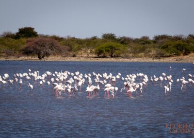 flamingos in makgadikgadi selfdrive Botswana