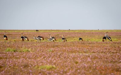 Parkfees 2025 national parks in Zambia