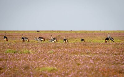 Parkfees 2024 national parks in Zambia