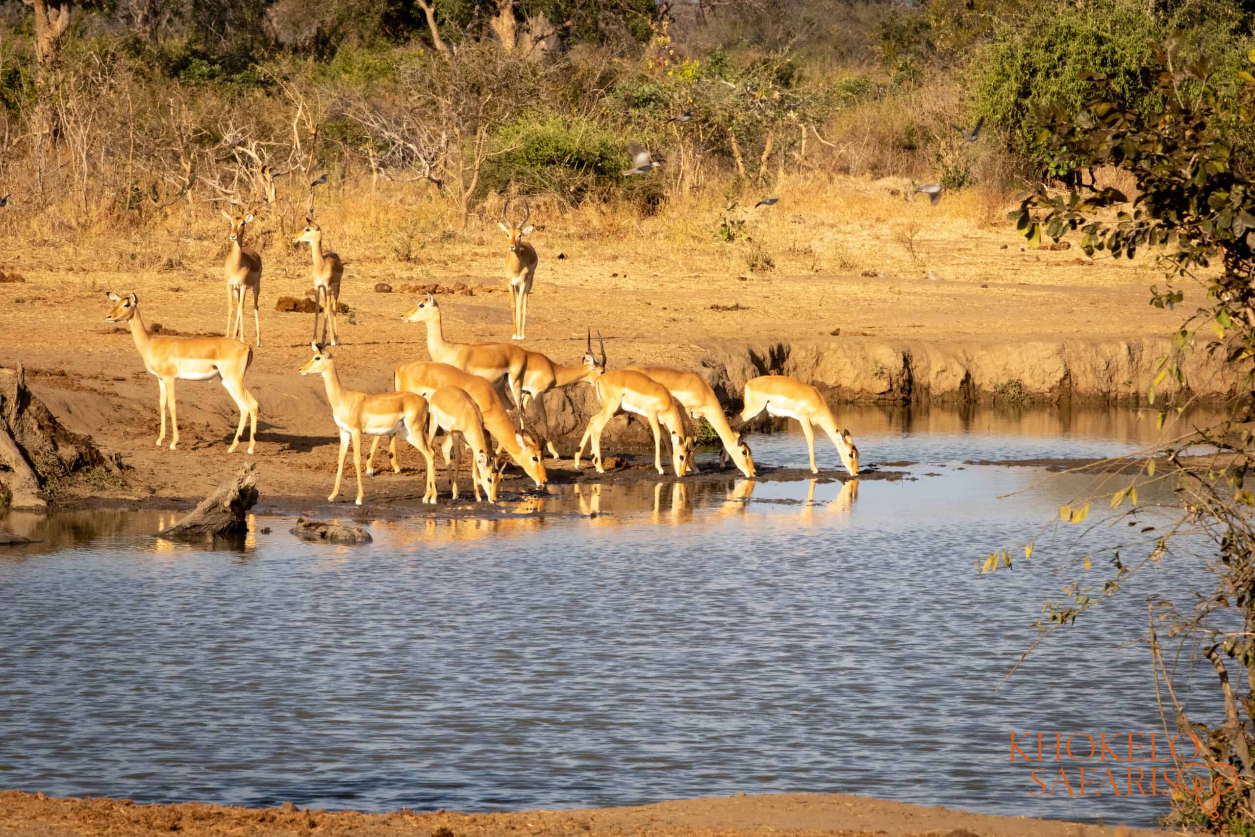 Impalas bij zonsondergang