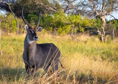 waterbuck selfdrive Botswana