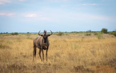 Is Zambia a safe country to travel in?