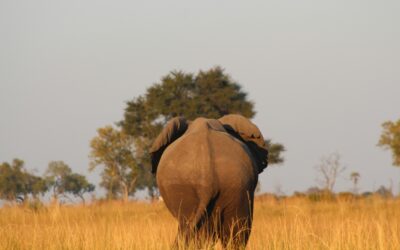 Top 5 must-visit locaties in Zambia