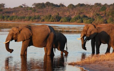 De Ultieme Gids voor Wildlife Spotten in Botswana