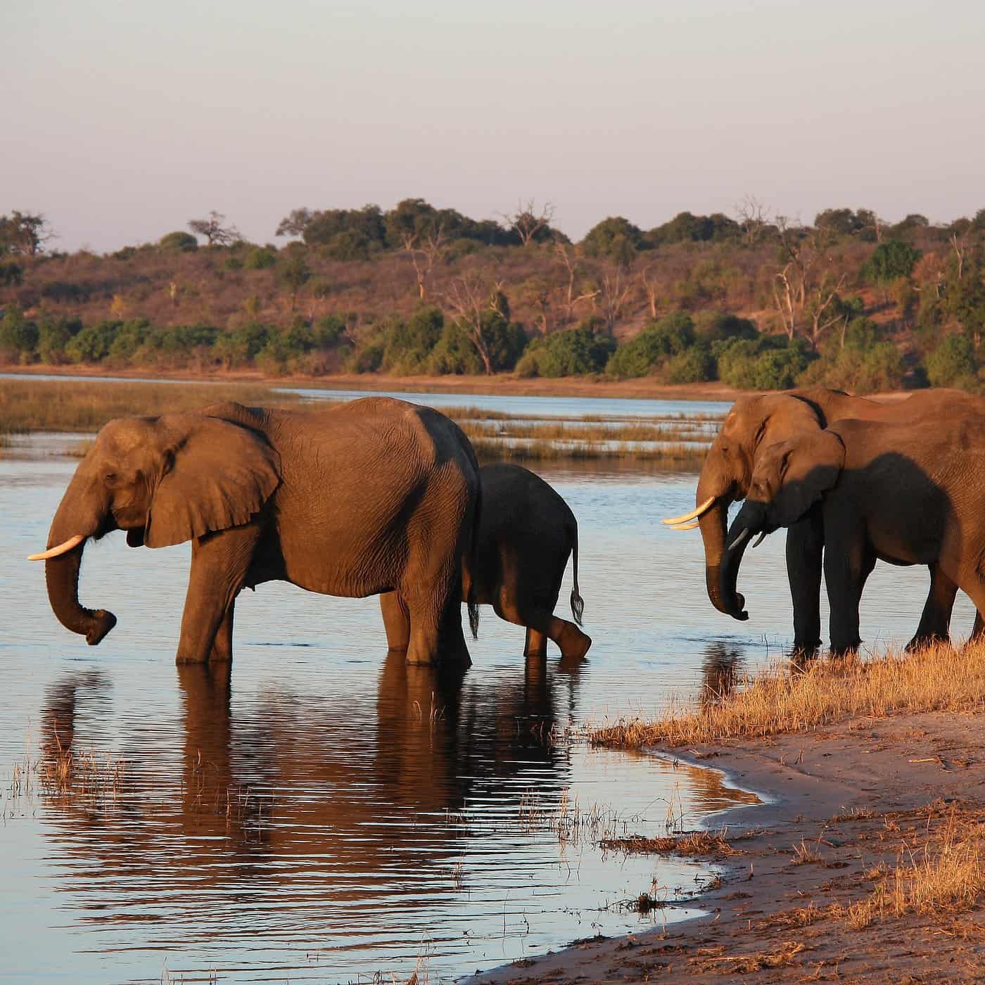 De Ultieme Gids voor Wildlife Spotten in Botswana