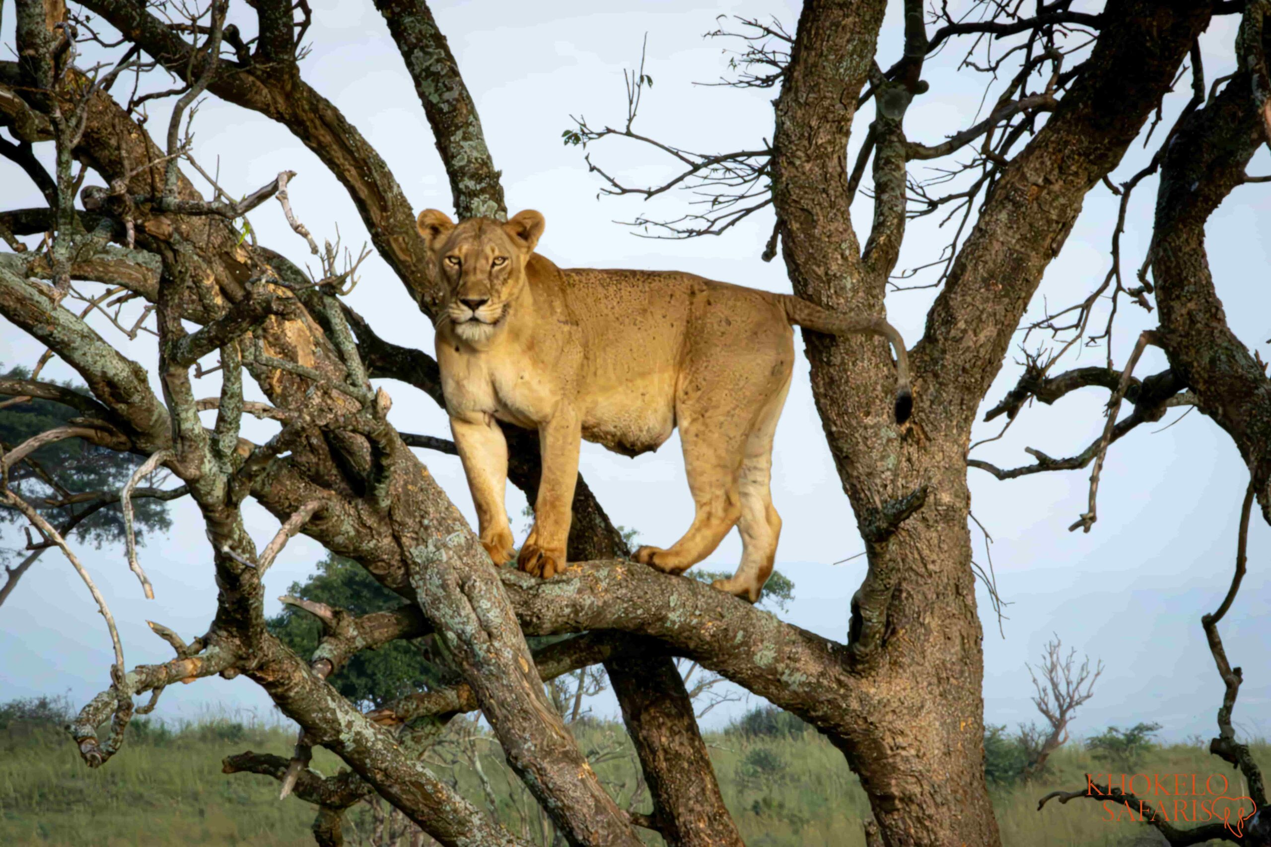 Rondreis door Botswana