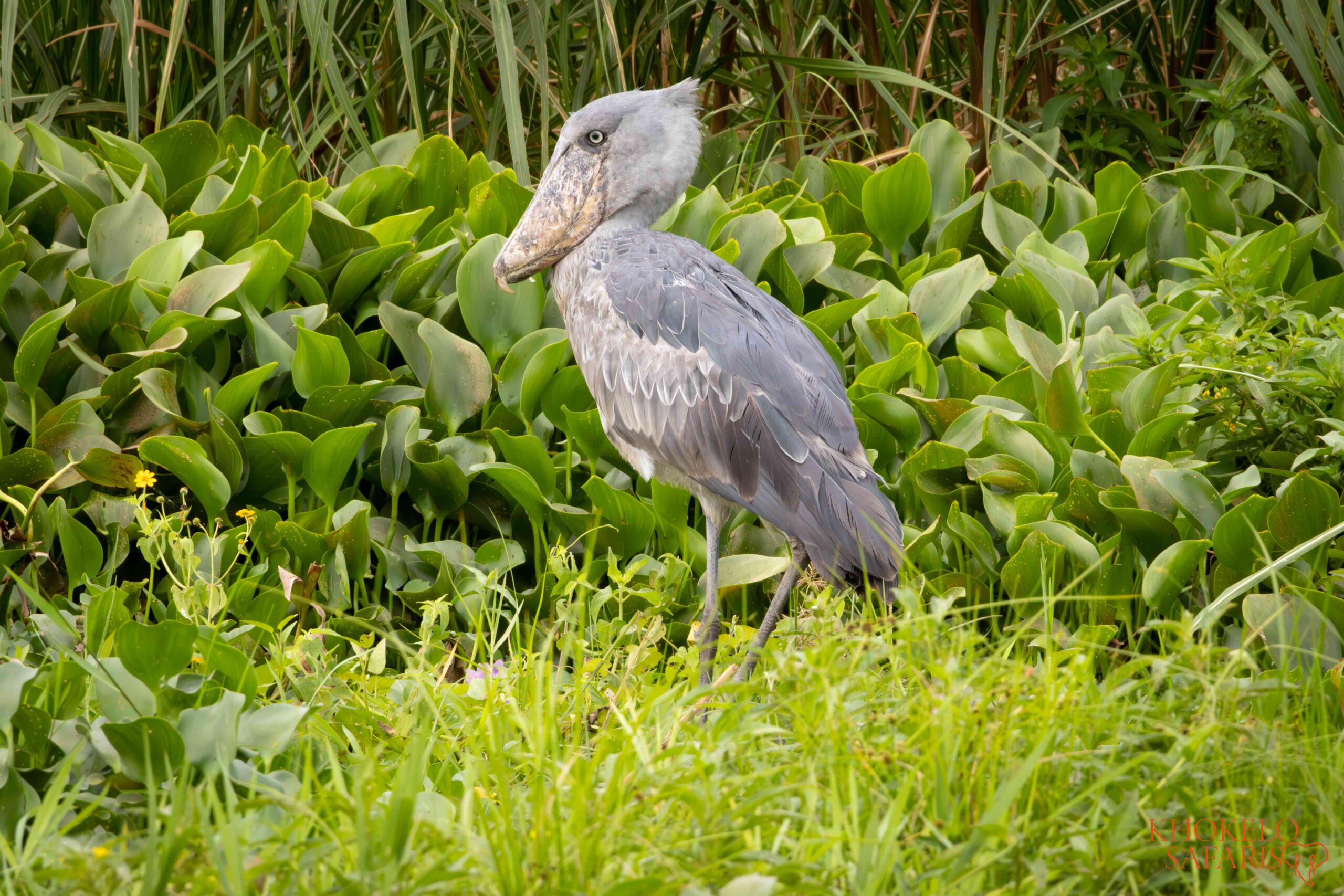 Shoebill stork Oeganda